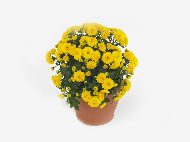 Chrysanthamum Indicum - Mixed Colour