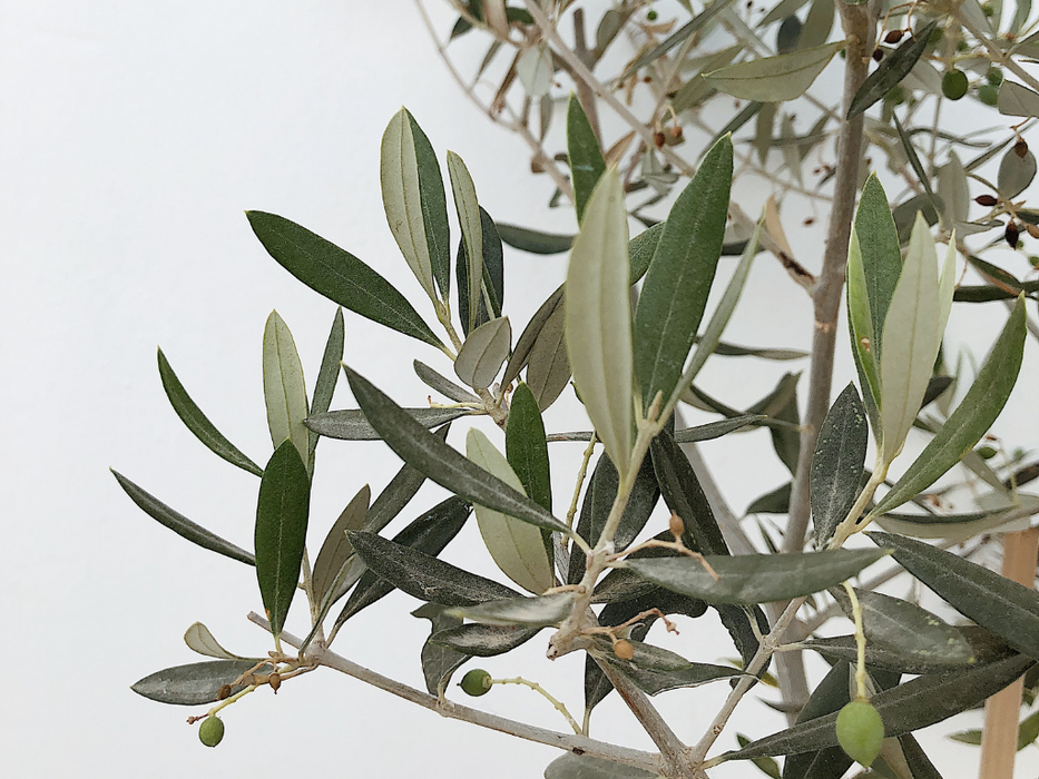 Olive Spiral Tree
