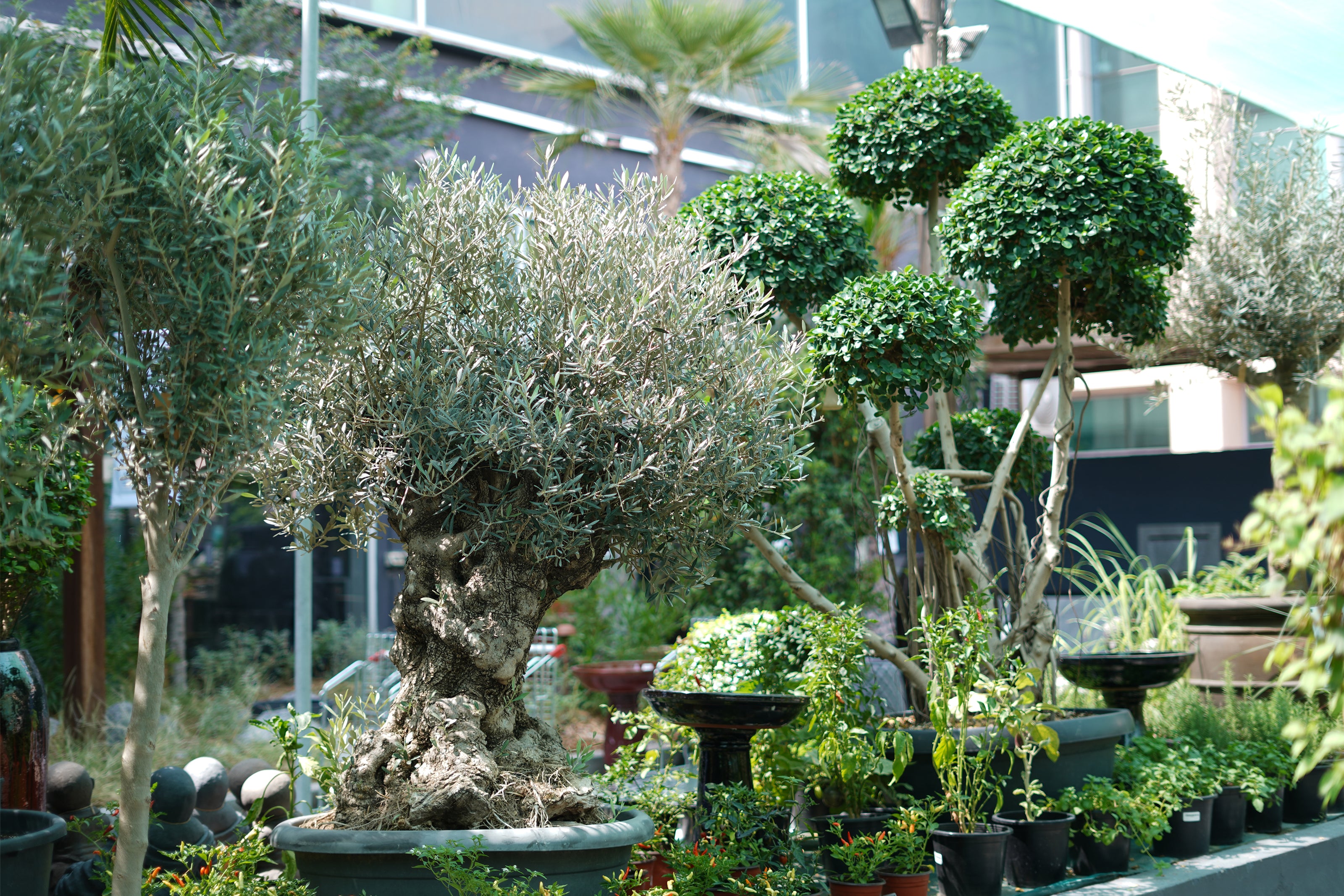 Buy Plants Online Discover a Wide Selection of HighQuality Plants fo