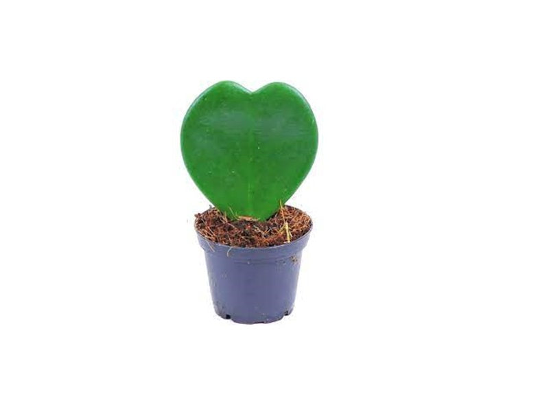 Hoya Kerrii Heart Shaped Plant