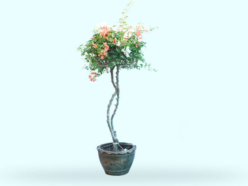 Bougainvillea One Head in Ceramic Pot