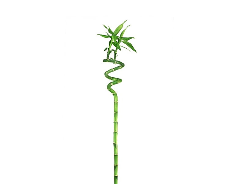 Lucky Bamboo 'stick'