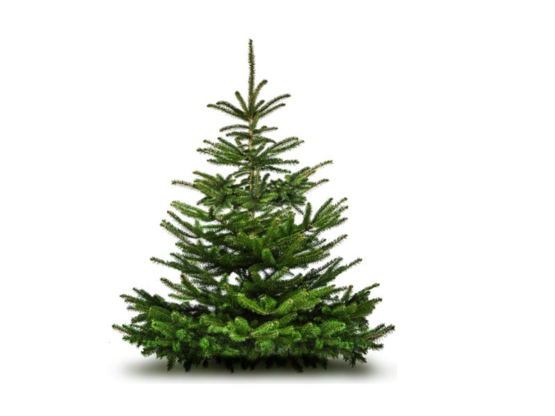 Nordmann Fir Fresh Christmas Tree '6ft