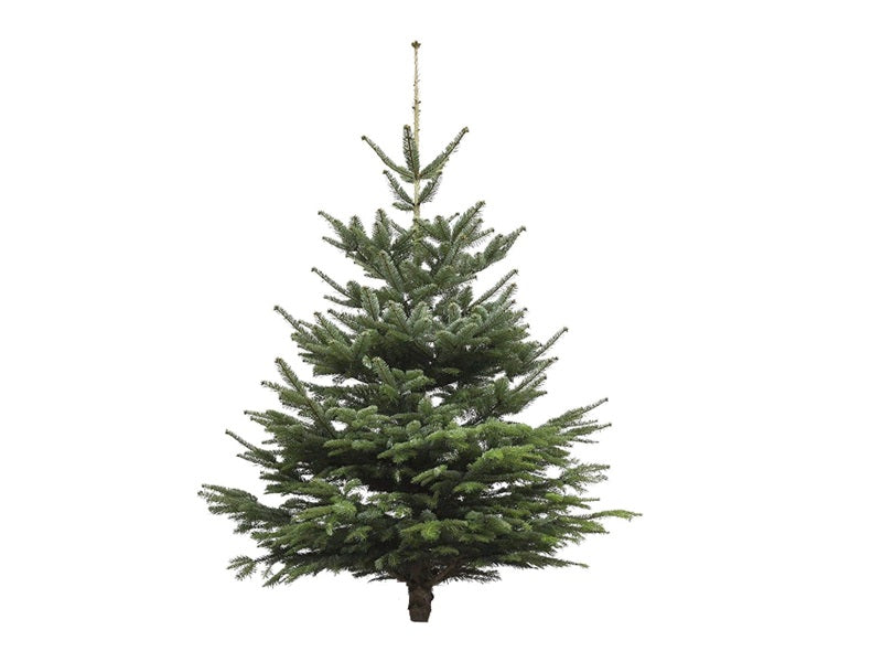 Nordmann Fir Fresh Christmas Tree '6ft