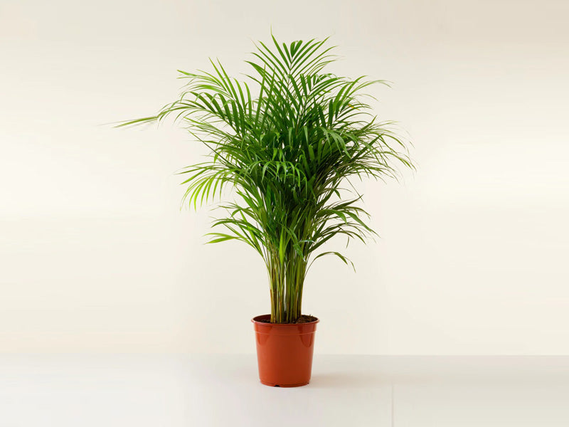 Chrysalidocarpus Lutescens () Chrysalidocarpus Lutescens