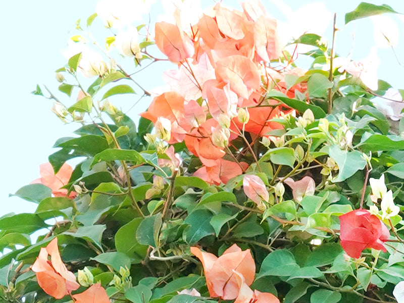 Bougainvillea One Head in Ceramic Pot