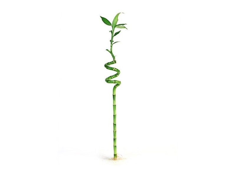 Lucky Bamboo 'stick'